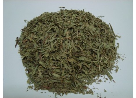 ESTRAGÓN (Artemisia dracunculus)